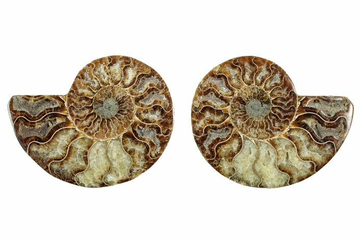 Cut & Polished, Agatized Ammonite Fossil - Madagascar #344477